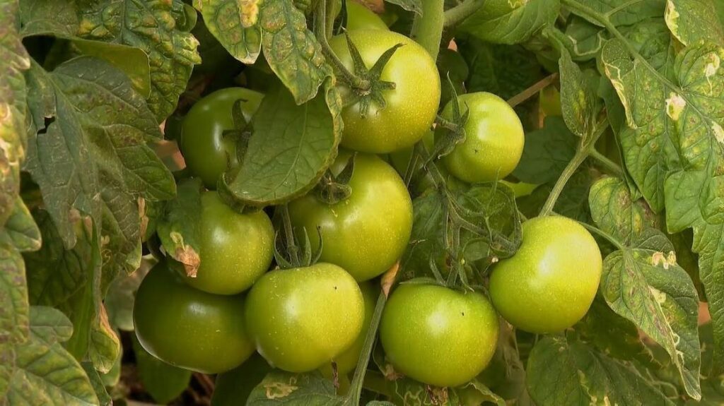 Frio Prolongado Impacta Produção De Tomate E Eleva Preços No Mercado