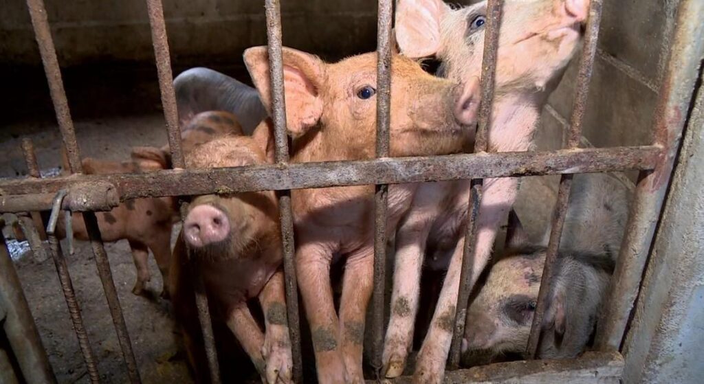 Dejetos De Animais Geram Energia E Fertilizantes Sustentáveis