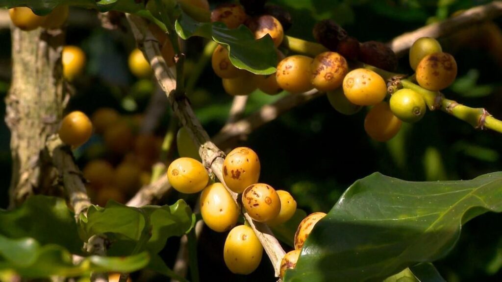 Como Aumentar a Produção de Café Com 11 Cultivares Eficientes