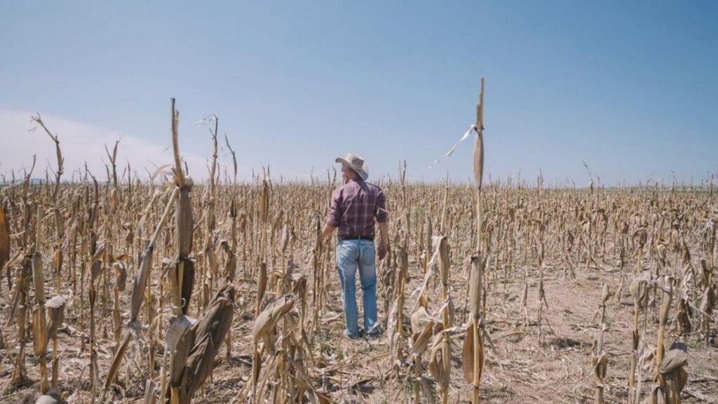 Seguro Rural: Risco de 95% da Área Plantada Ficar Desprotegida