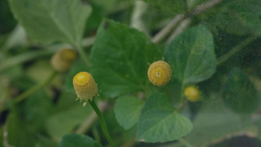 Tremidão: Planta Amazônica Que Prolonga Prazer Sexual E Gera Negócio