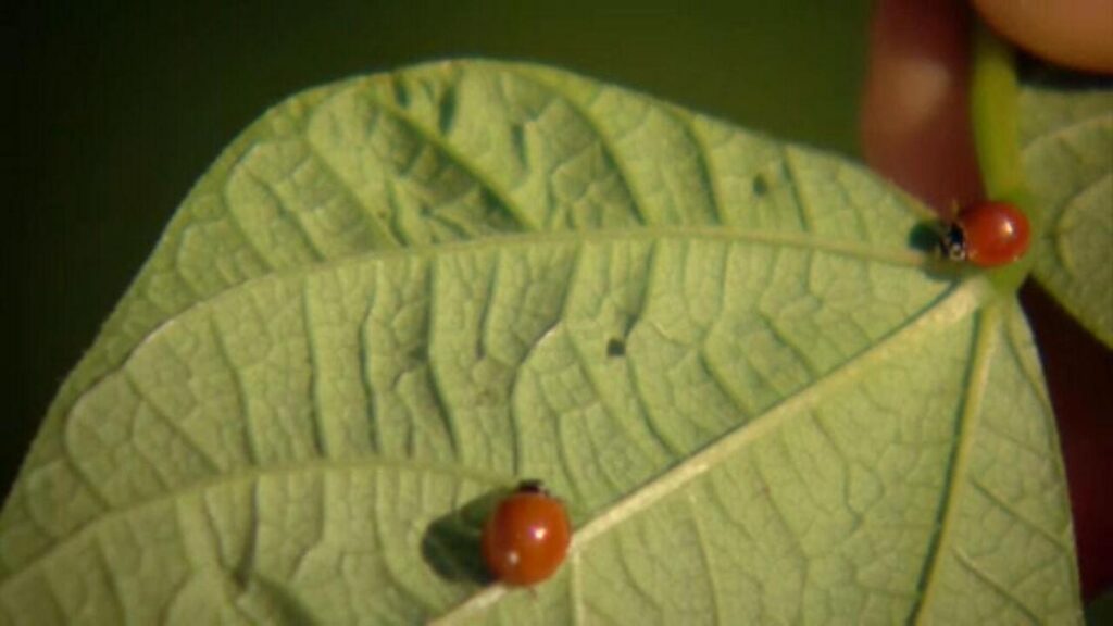 Agricultura Regenerativa Impulsiona Sustentabilidade no Cerrado Goiano
