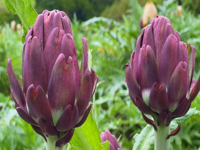 Alcachofra Impulsiona Turismo Rural E Gera Renda Em São Roque