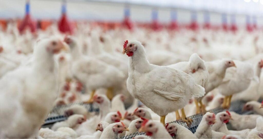 BEEF3, JBSS32 E MBRF3: Expectativas Para O Balanço Trimestral Dos Frigoríficos