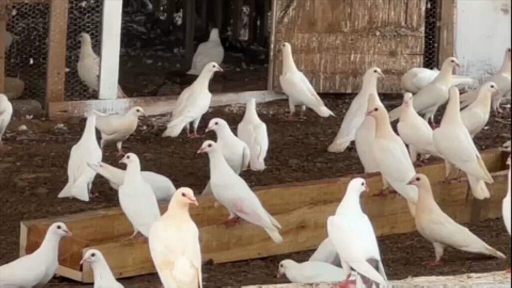 Criação De Pombo-Correio: Negócio Rentável Com Lucro Superior A 100%