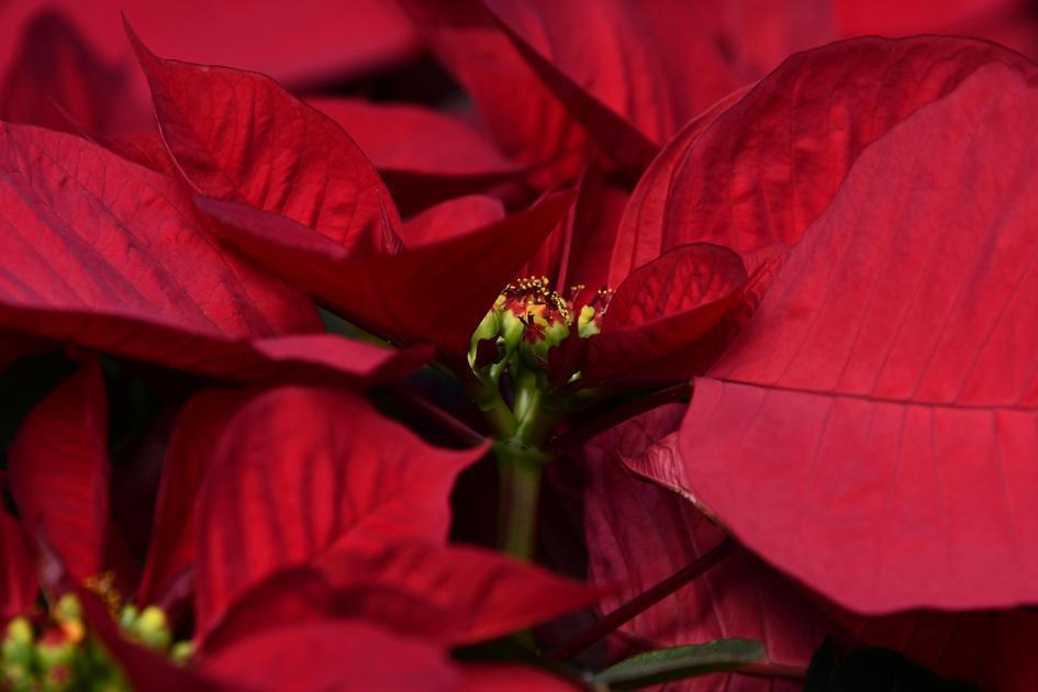 Flor Do Natal: Características E Toxicidade Da Poinsétia