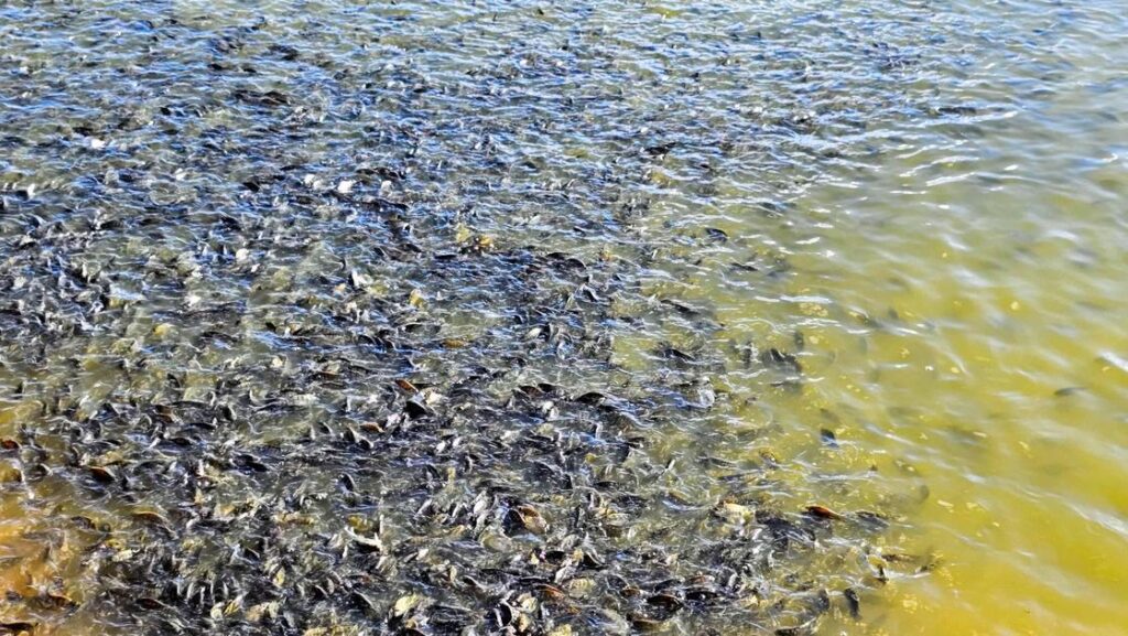 Suspensão Da Lista De Espécies Invasoras Permite Atualizações