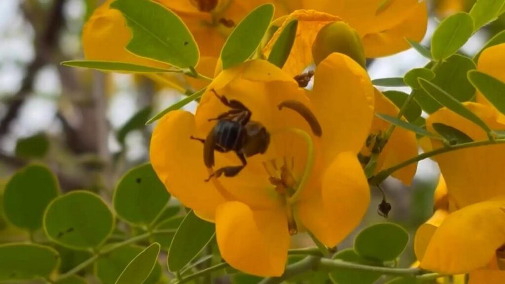 Uruçu-Capixaba: Abelha Exclusiva do ES em Risco de Extinção