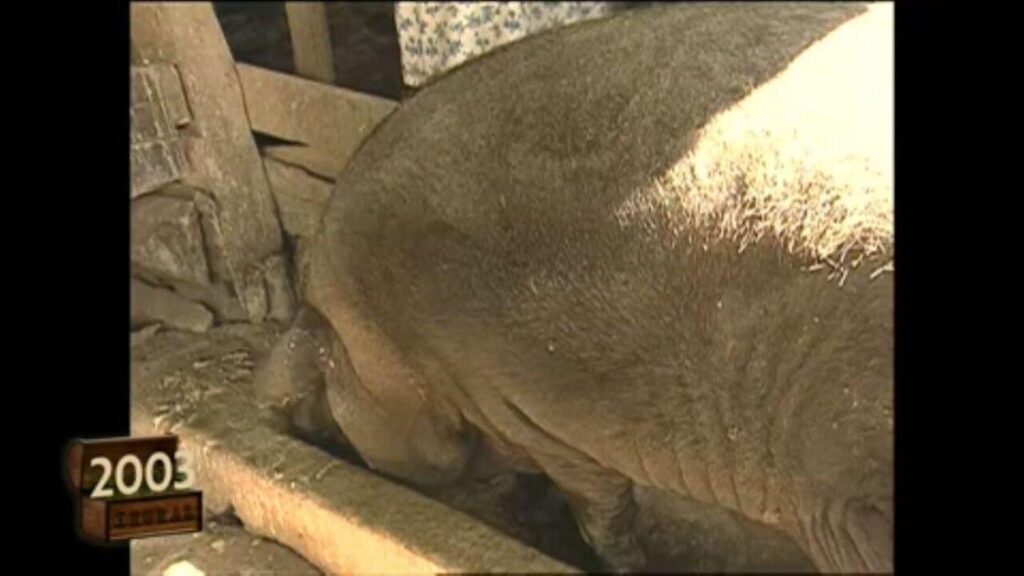 Mutirão Para Abater Porco Gigante Mobiliza Comunidade MG