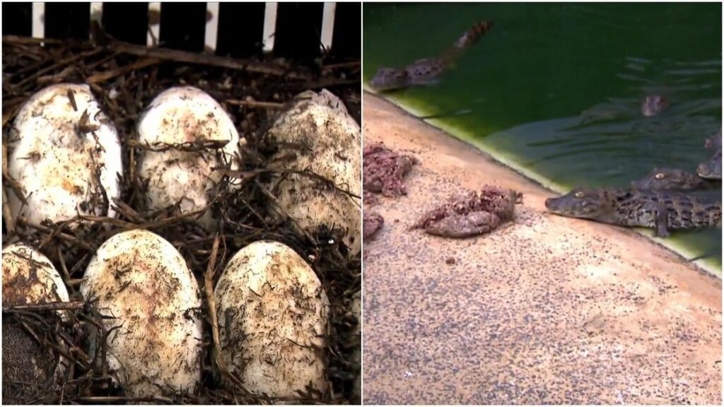 Ovo De Jacaré: Temperatura Controla Sexo E Emite Som