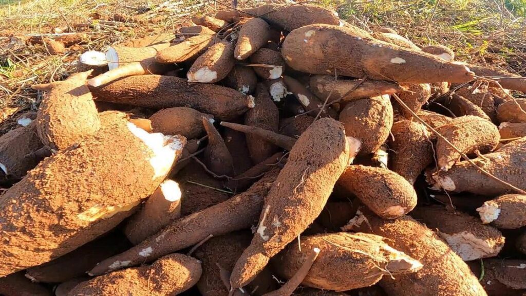 Vassoura-De-Bruxa Da Mandioca: Drama Indígena No Amapá