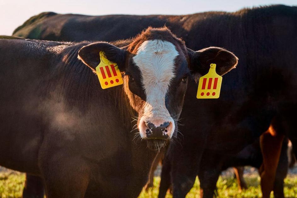 Investidores Definem Destino Do Boi Angus Entre Arte E Abate