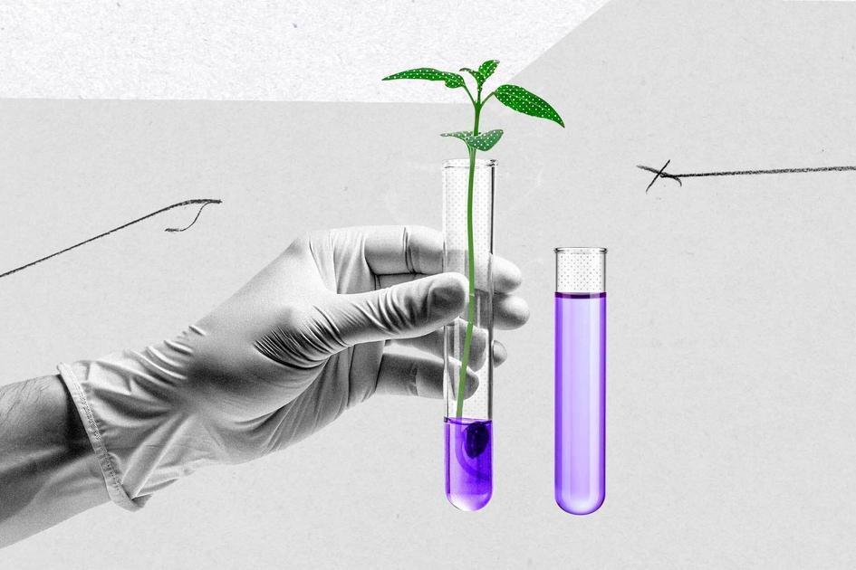 Petrobras e a Redução da Dependência de Fertilizantes Importados