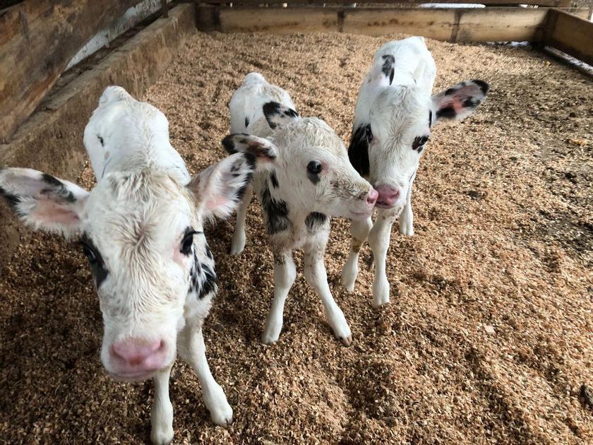 Redução Da Mortalidade De Bezerras Nas Fazendas Brasileiras